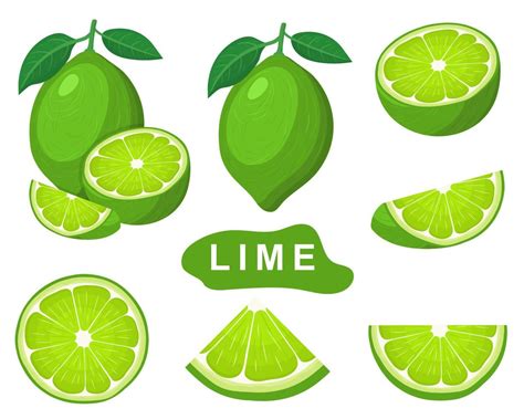 Set Of Fresh Whole Half Cut Slice Lime Fruits Isolated On White