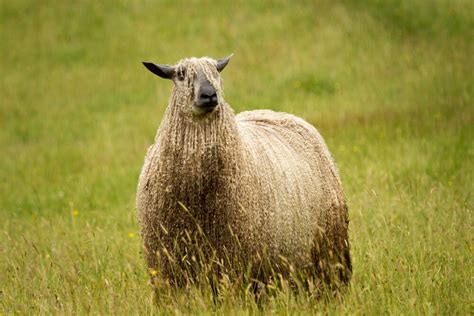 Best Sheep Breeds For Wool Fine Clothing Socks And Sweaters