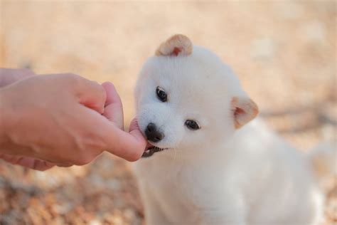 子犬の甘噛みは許してはいけない！甘噛みのしつけ方法について解説！ Newscast