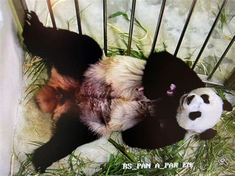 Chinese Giant Panda Gives Birth In Singapore On Seventh Attempt