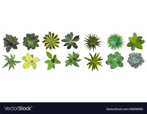 Set Of Different House Plants Top View Royalty Free Vector