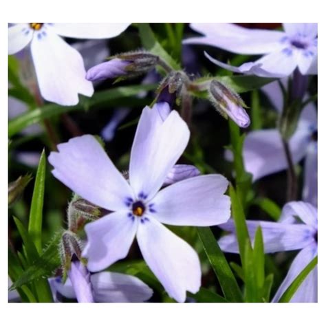 Phlox subulata Oakington Blue Eyes Floks szydlasty Rośliny od