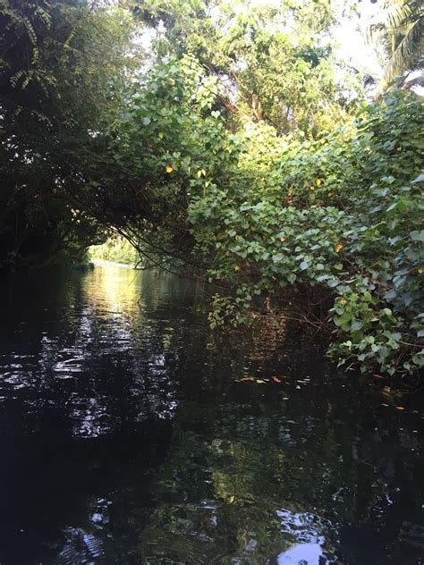 Mangrove forests of Kerala, India | Mangrove forest, Green space, Forest