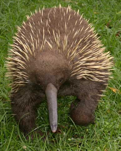 The Long-beaked Echidna: can we save the earth’s oldest living mammal ...