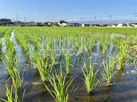 水を張った初夏の田んぼ No 30272996｜写真素材なら「写真ac」無料（フリー）ダウンロードok