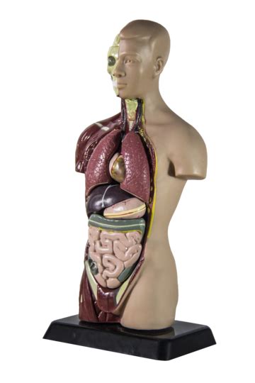 Modelo De Anatomía PNG Imágenes Transparentes Pngtree