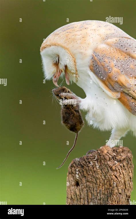 Hibou De La Grange Commune Tyto Alba Adulte Avec Une Souris En Bois