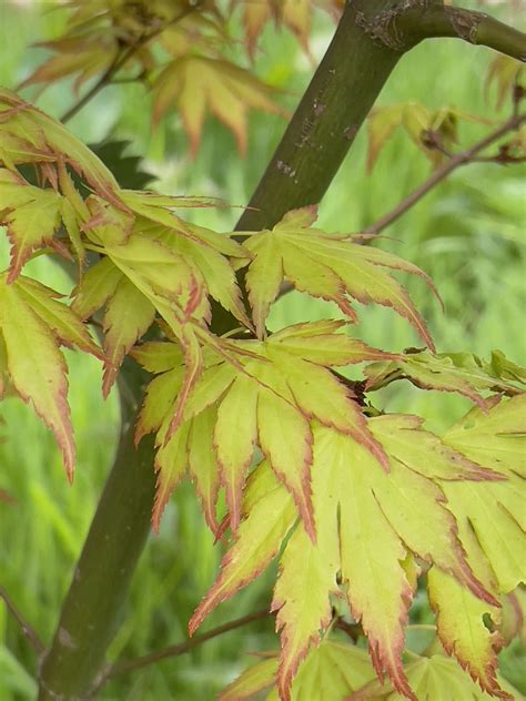 Acer Palmatum Orange Dream Poppins Plants