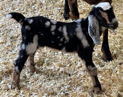 2023/24 Breeding Plan - Moorheart Farm