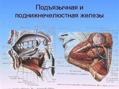 АНАТОМИЯ ПОЛОСТИ РТА Лекция чл корр РАЕ проф