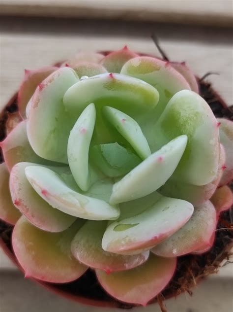 Echeveria Laui X Sedum Clavatum Un Erizo En Mi Jard N