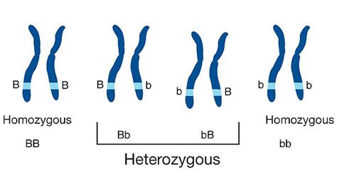 Heterozygosity Isogg Wiki