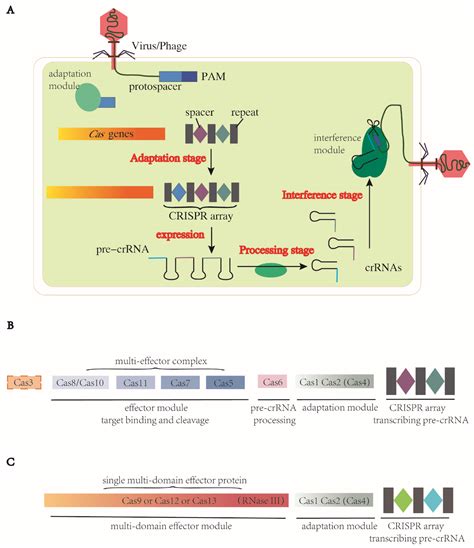 Ijms Free Full Text Crispr Based Genome Editing Tools An