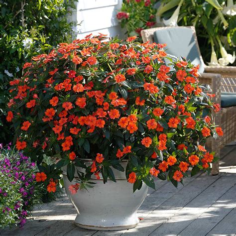 Impatiens Sunpatiens Electric Orange J Parker Dutch Bulbs