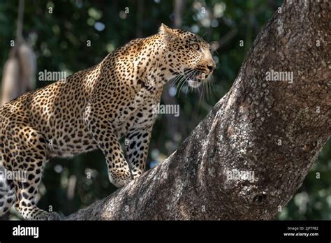 Zambia South Luangwa National Park Female African Leopard Wild