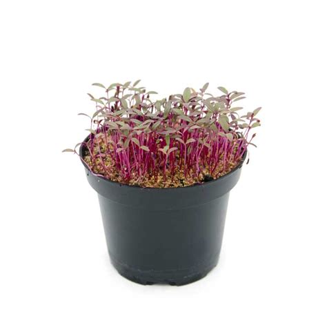 Microgreen Seeds Red Amaranth Flame