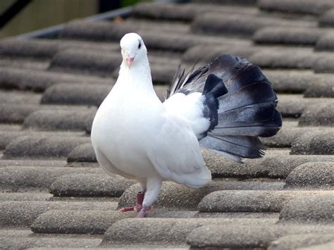 Burung Merpati Putih