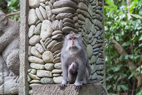 ubud monkey forest bali indonesia stock photo adobe stock