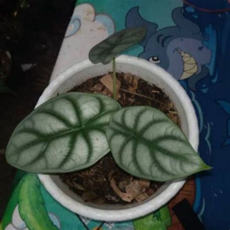 Jual Tanaman Hias Alocasia Dragon Silver Shopee Indonesia