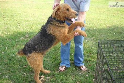 Airedale Terrier For Sale For 600 Near Tulsa Oklahoma Df3b4767 Ca71