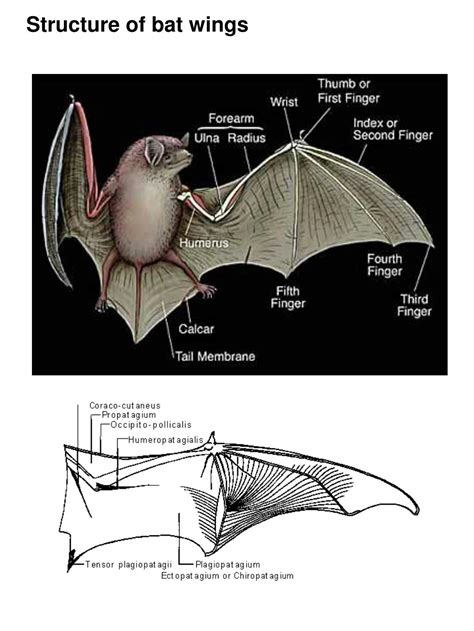 Bat Wing Structure And Function - Printable Templates Free