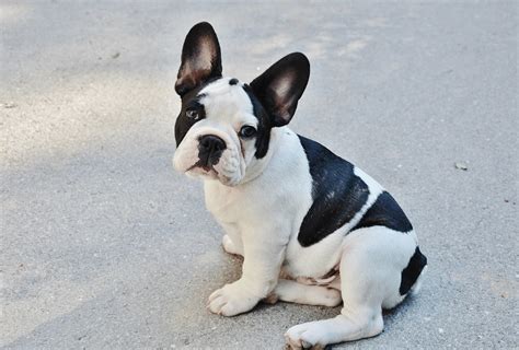 French Bulldog Colors – All Frenchie Colors Explained | PawLeaks