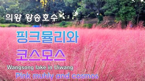 왕송호수 핑크뮬리와 코스모스 Pink Muhly And Cosmos At Wangsong Lake Youtube