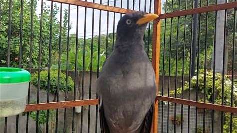 Suara Masteran Burung Jalak Kebo Bikin Jalak Muda Cepat Gacor Eps 298