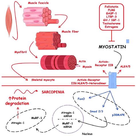 PDF Organokines Sarcopenia And Metabolic Repercussions The Vicious