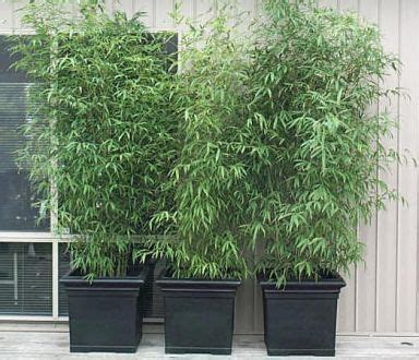 The 25+ best Bamboo in pots ideas on Pinterest | Potted bamboo, Bamboo in planters and Backyard ...