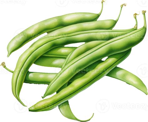 Green beans watercolor illustration. AI Generated 26976530 PNG