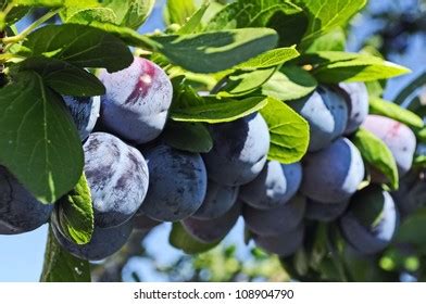 Blue Plums Stock Photo 108904790 | Shutterstock