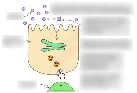 Digestion of Lipids diagram Diagram | Quizlet