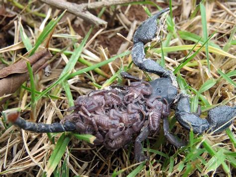 Scorpion With Babies On Back