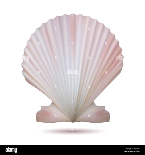 Scallop Shape Hi Res Stock Photography And Images Alamy