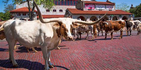 Fort Worth Stockyards Business Map | Fort Worth Stockyards