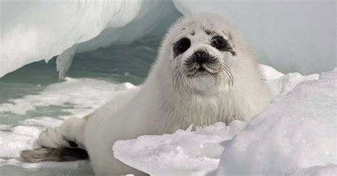 Seal Hunt Opens In Northern Gulf Of St. Lawrence