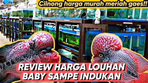 REVIEW HARGA LOUHAN DI TOKO TERANG AQUARIUM BOGOR UDAH CILNONG HARGA