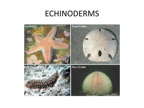 Ppt Echinoderms Powerpoint Presentation Free Download Id 2479995