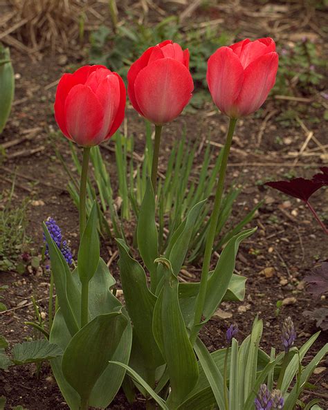 Tulips2 CR2 Bath RVP Welsh Harlequin Flickr