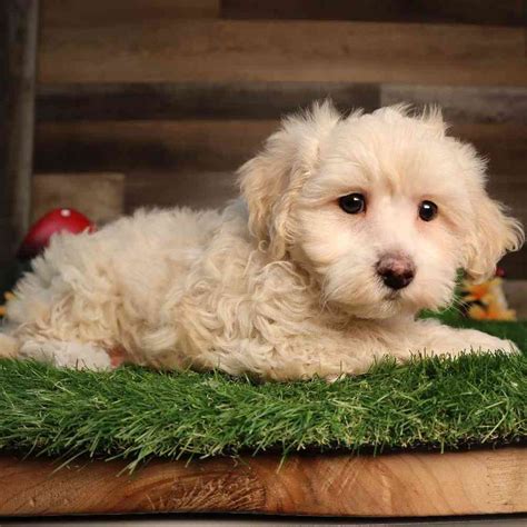 Bichon-Poo Puppies for sale - Four Paws and a Tail