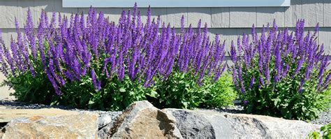 The Best Late Spring-Blooming Perennials - Meyer Landscape