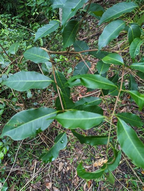 Plants From Mount Mellum QLD 4550 Australia On January 7 2024 At 04