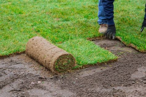 How To Lay Sod For Zoysia Grass 7 Steps House Integrals