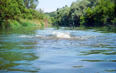 Splashing in the River. Swimming on a Summer Day Stock Image - Image of ...