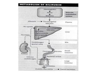 Liver Function Tests Ppt