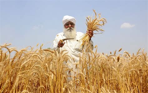 Cabinet approves up to 9% hike in MSP of wheat, other major Rabi crops - India Tribune - Chicago