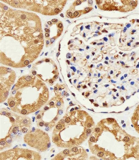 Gapdh Antibody Purified Mouse Monoclonal Antibody Mab Wb Ihc P If