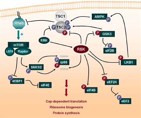 Figure From The Rsk Factors Of Activating The Ras Mapk Signaling