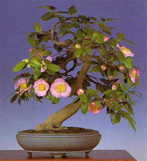 Camellia Bonsai